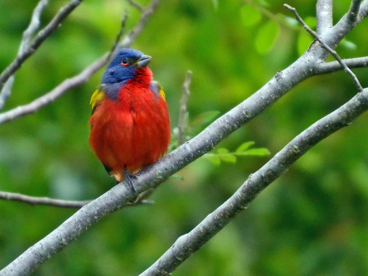 Painted Bunting - ML612774268