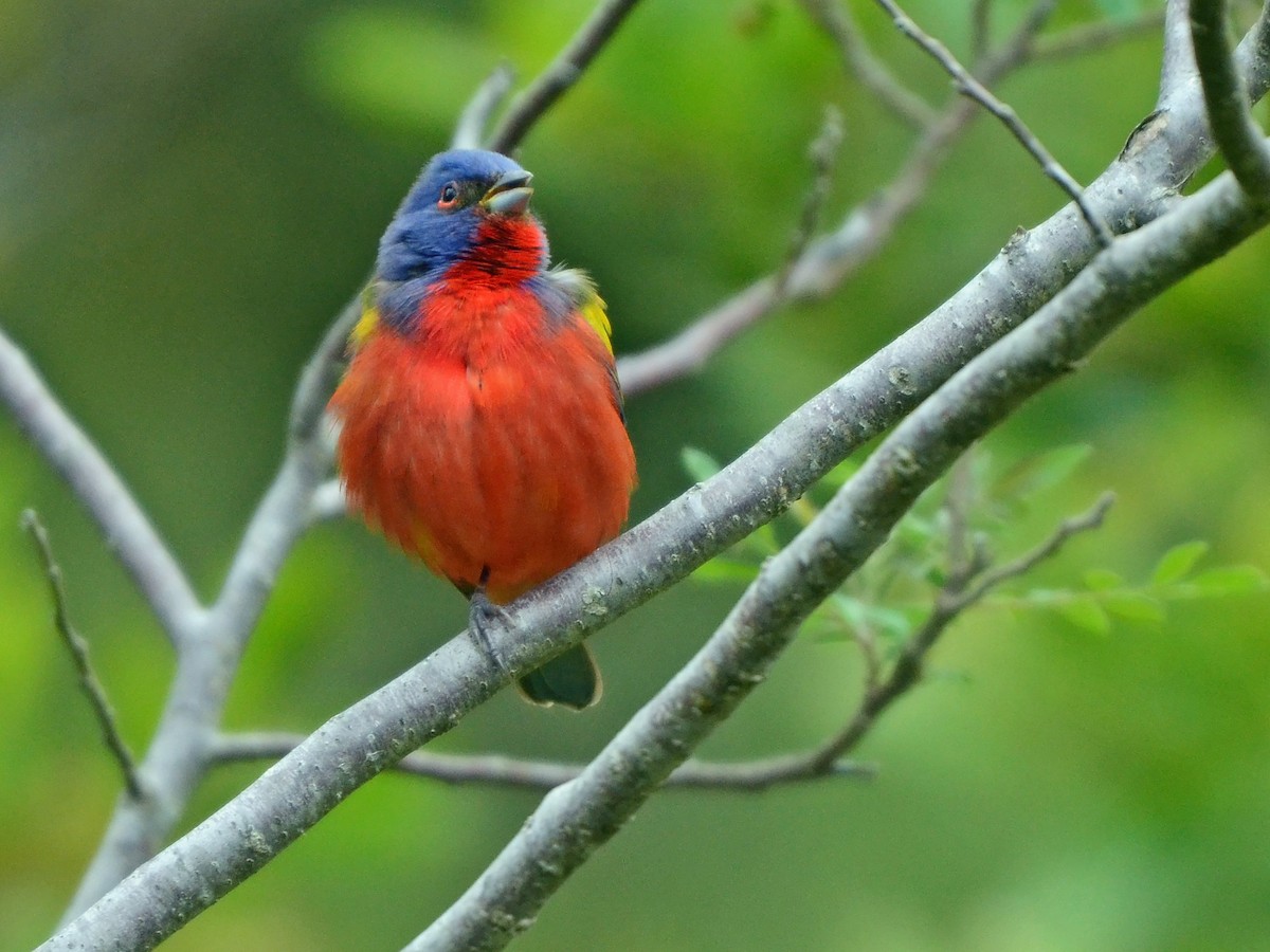 Painted Bunting - ML612774269