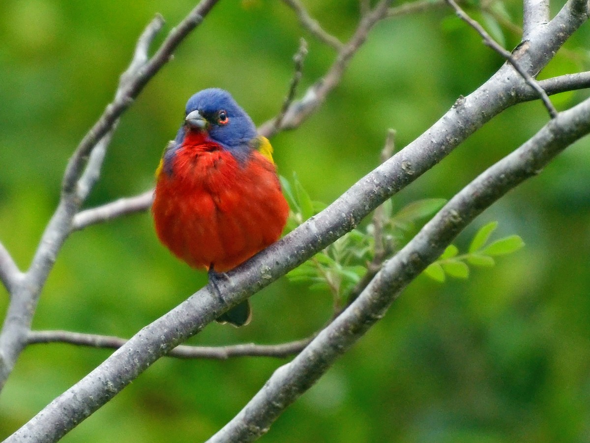 Painted Bunting - ML612774270
