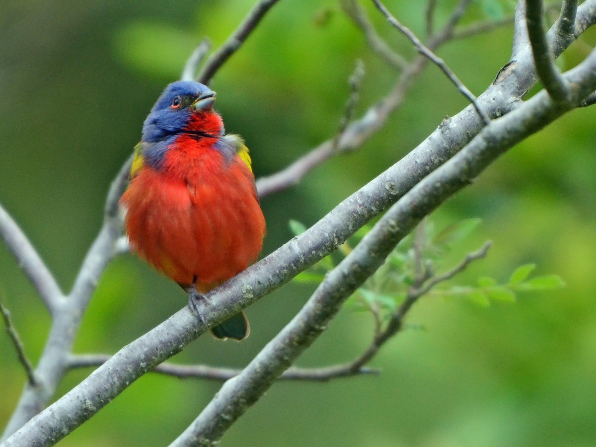 Painted Bunting - ML612774271