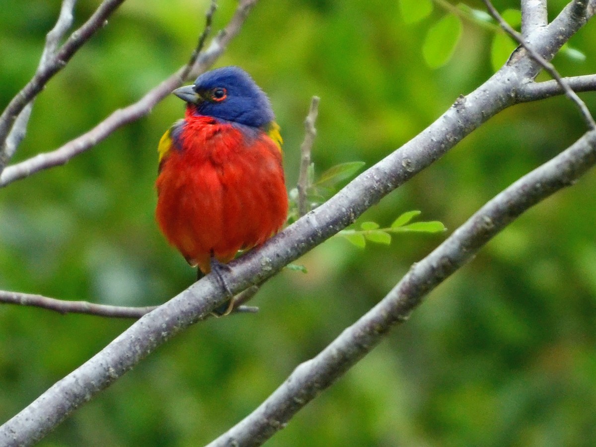 Painted Bunting - ML612774272