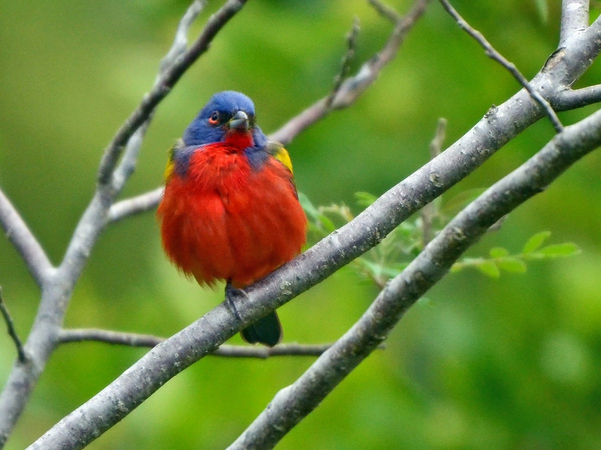 Painted Bunting - ML612774273