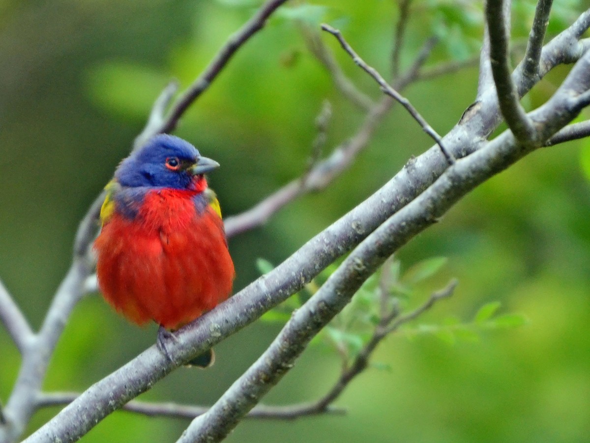 Painted Bunting - ML612774274