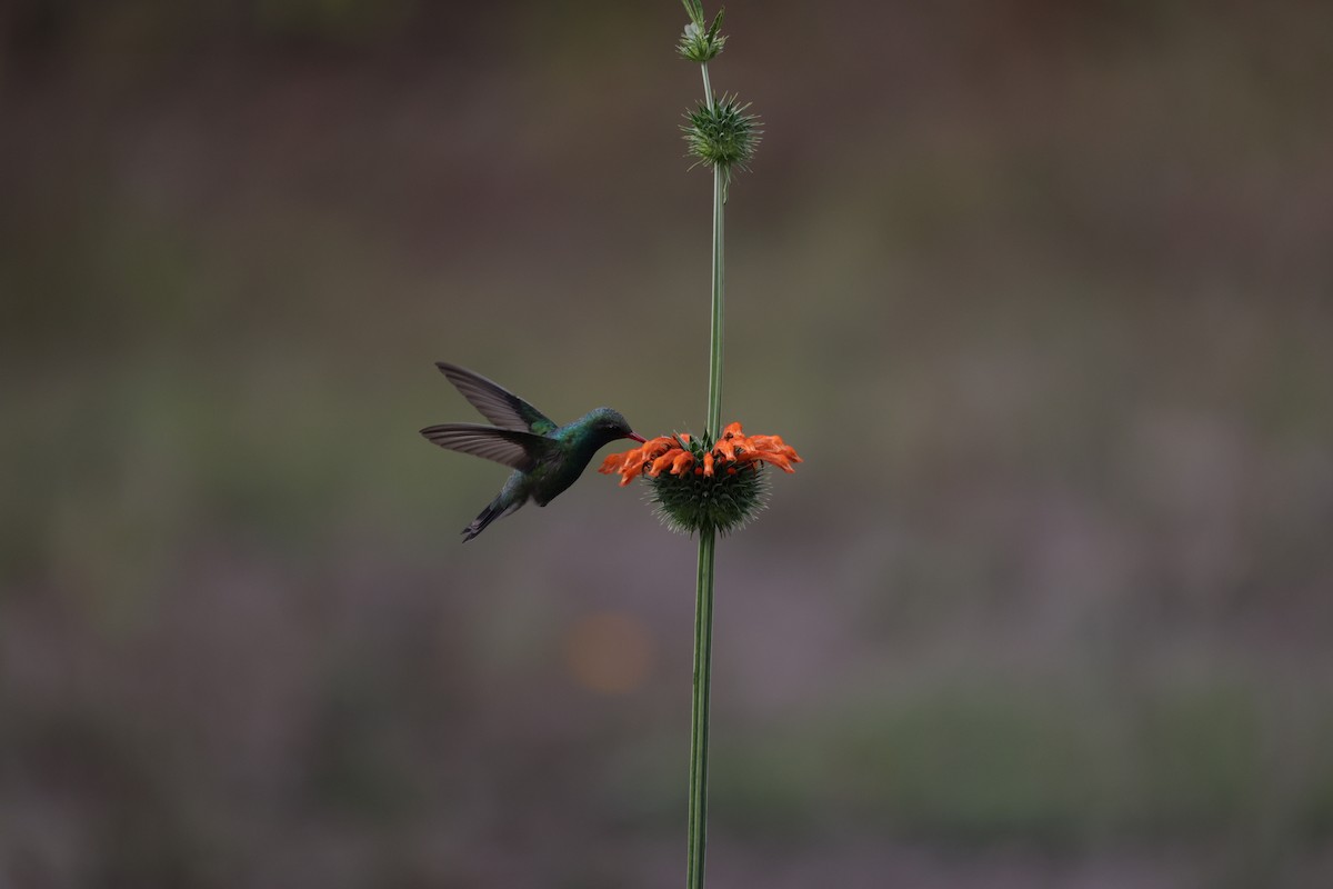 kolibřík širokozobý - ML612774341
