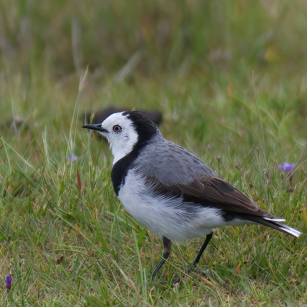 White-fronted Chat - ML612774684