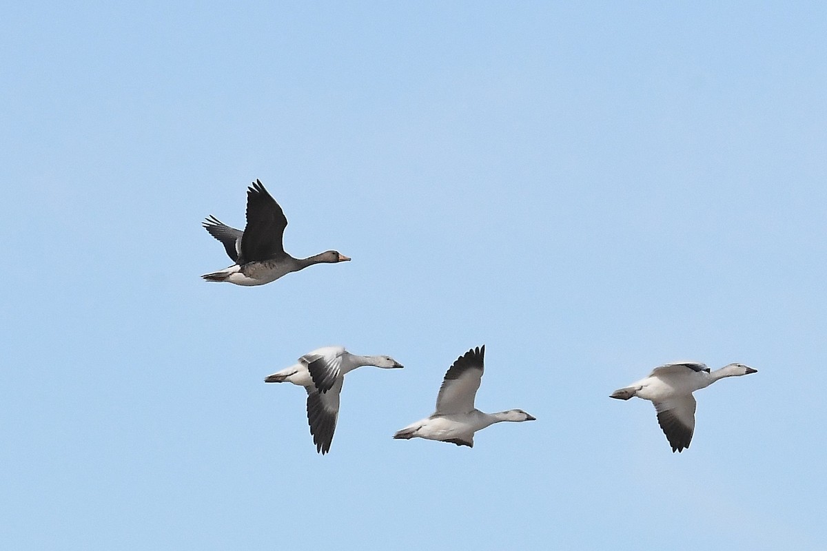 Greater White-fronted Goose - ML612774715