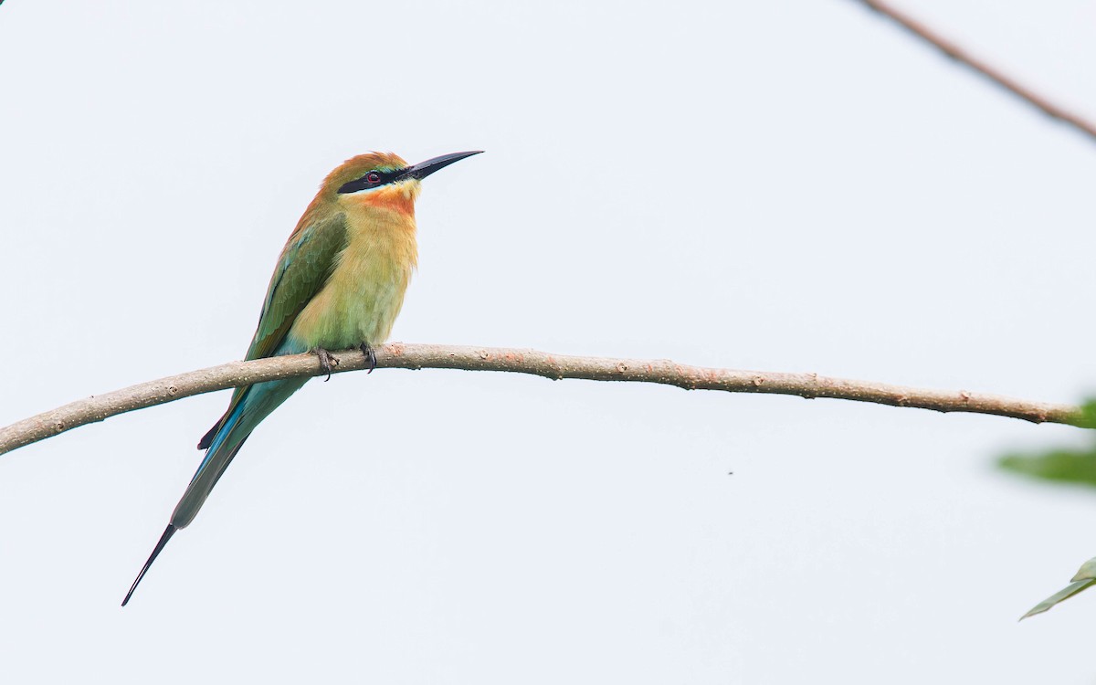 Blue-tailed Bee-eater - ML612774831