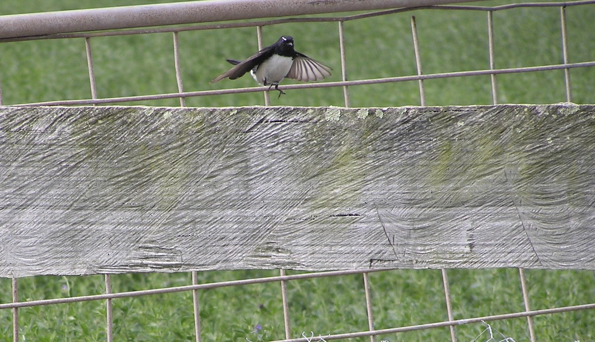 Willie-wagtail - ML612774987