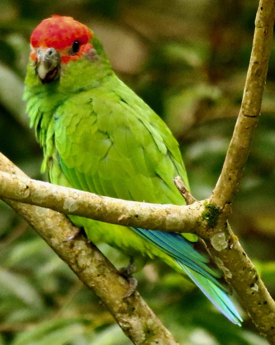 Pileated Parrot - ML612775089