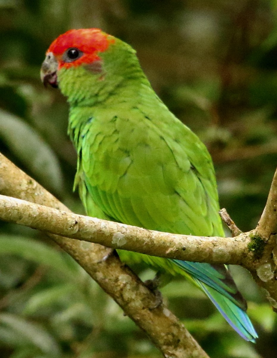 Pileated Parrot - Connie Lintz