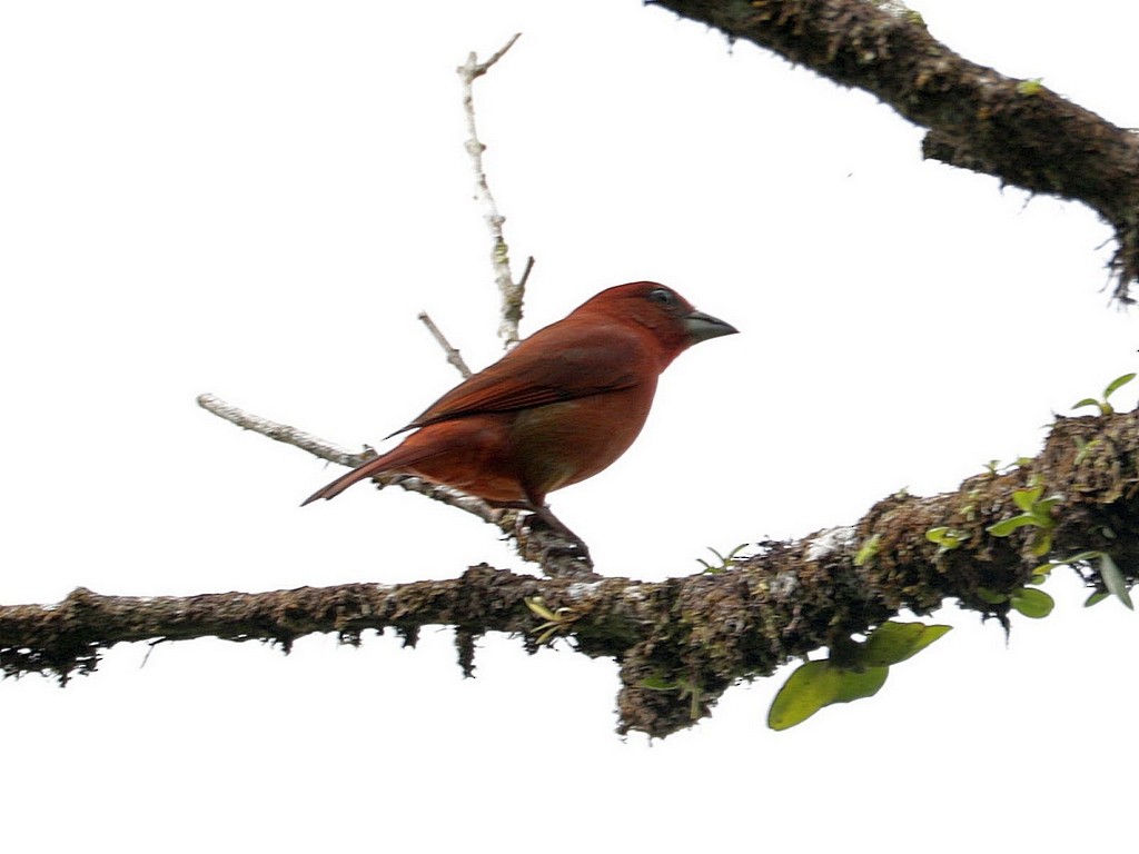 Hepatic Tanager (Highland) - ML612775245