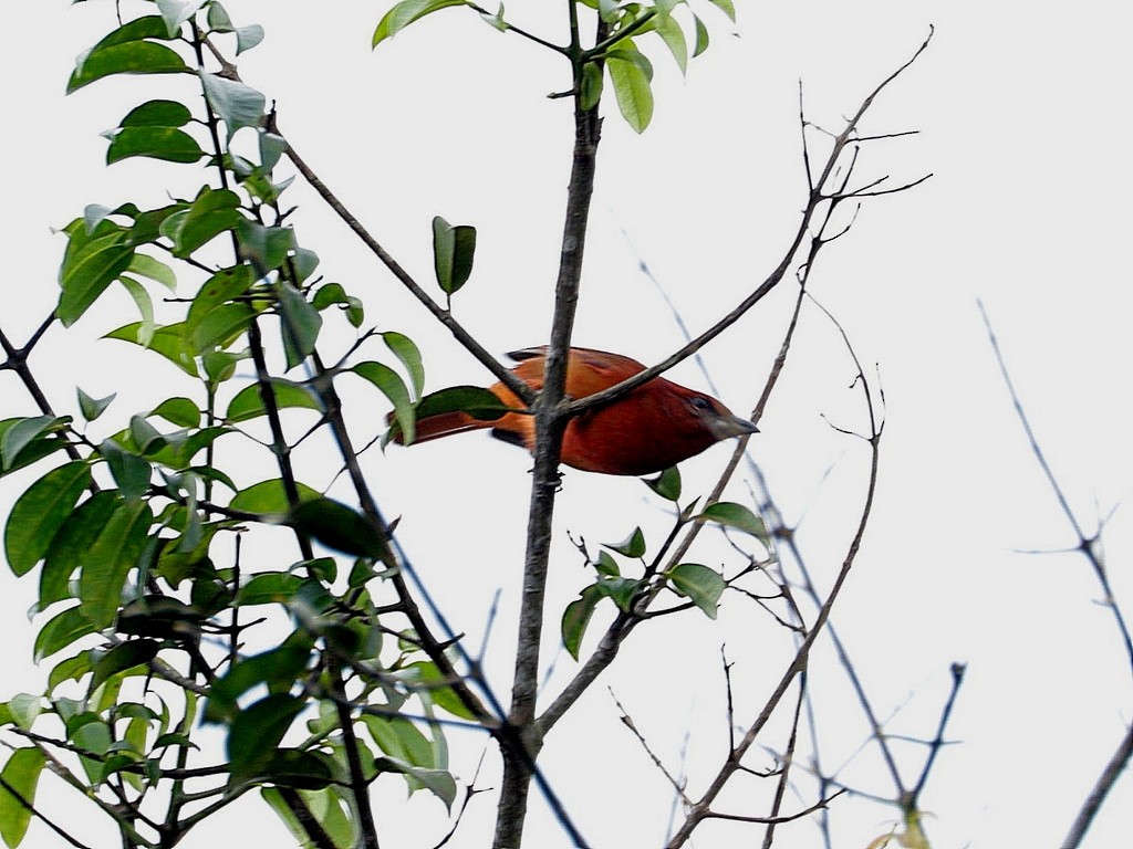 Hepatic Tanager (Highland) - ML612775246