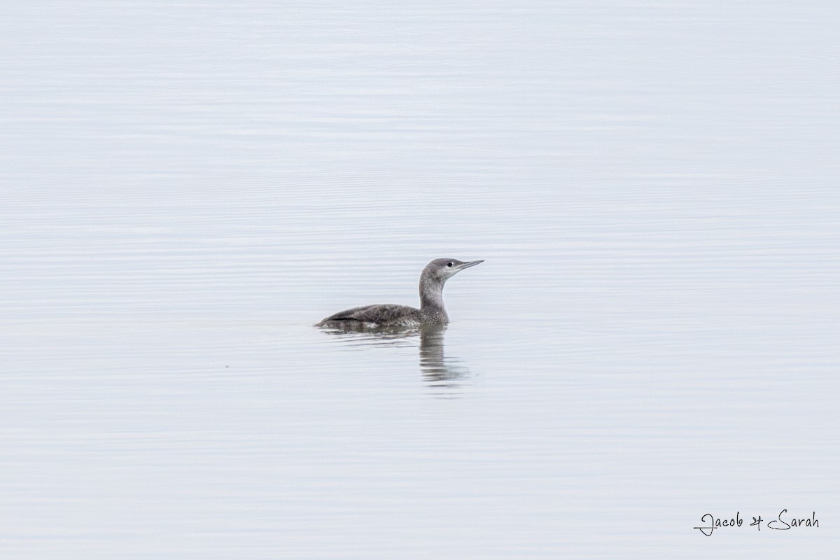 Red-throated Loon - ML612775368