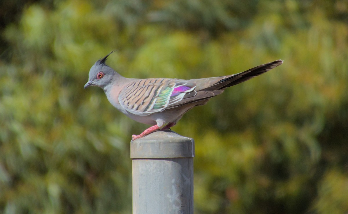 Crested Pigeon - ML612775389