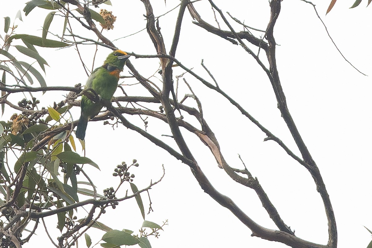 Flame-fronted Barbet - ML612775683