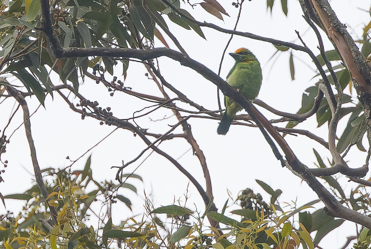 Flame-fronted Barbet - ML612775686