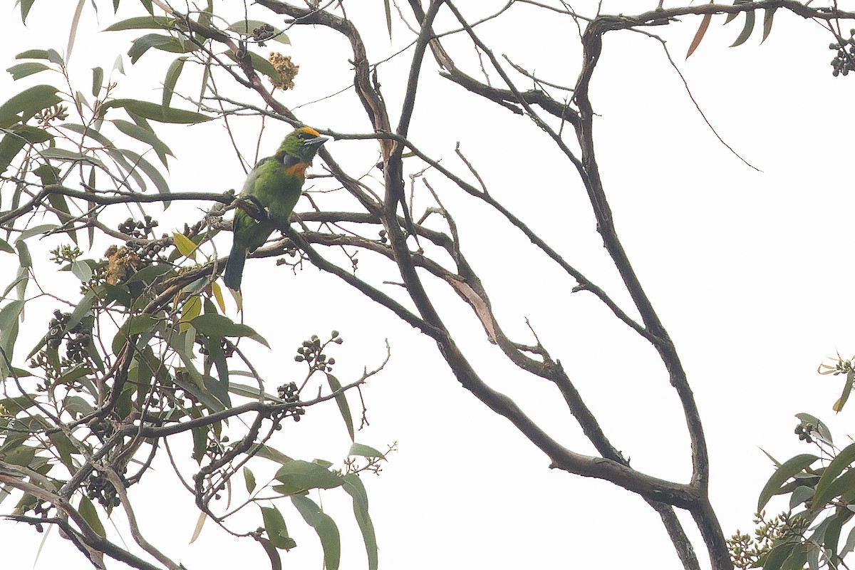 Flame-fronted Barbet - ML612775688