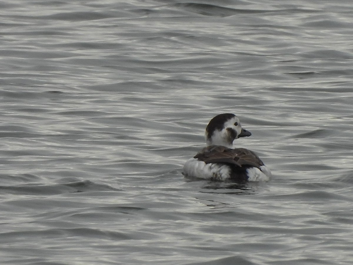 Long-tailed Duck - ML612775790