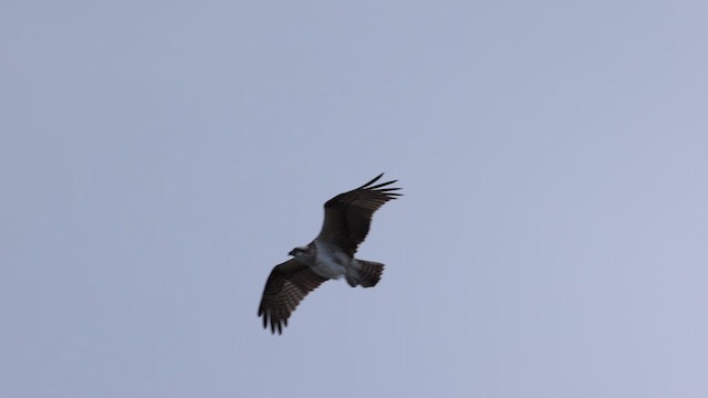 Águila Pescadora (Australia) - ML612775884