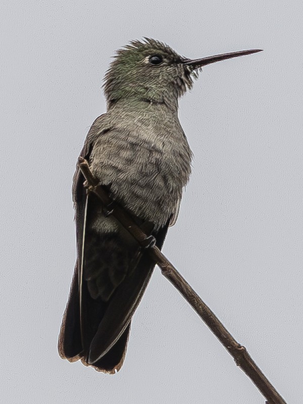 Sombre Hummingbird - ML612775955