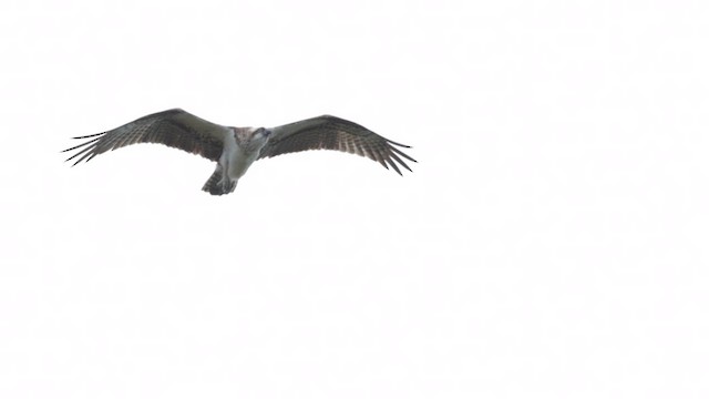 Águila Pescadora (Australia) - ML612775972