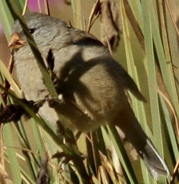 Plain-colored Seedeater - ML612776070