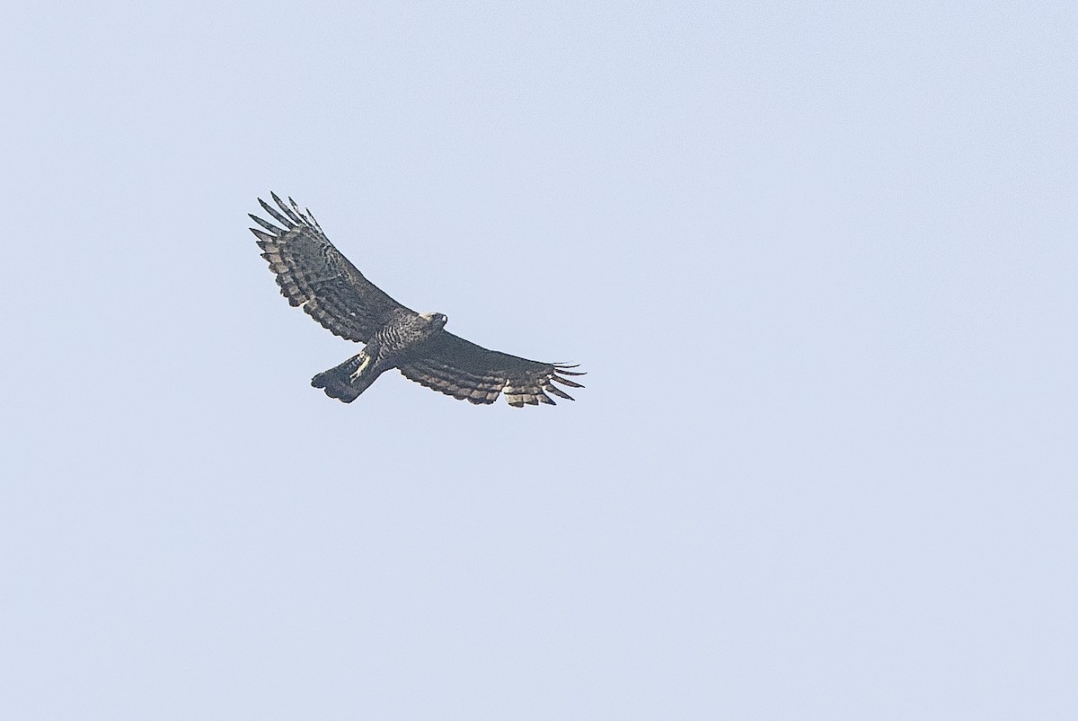 Javan Hawk-Eagle - ML612776300
