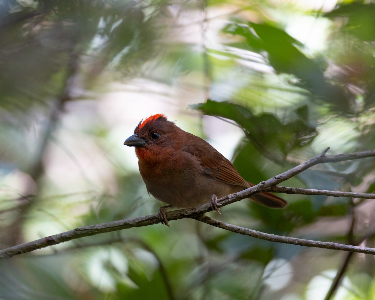Red-crowned Ant-Tanager - ML612776412