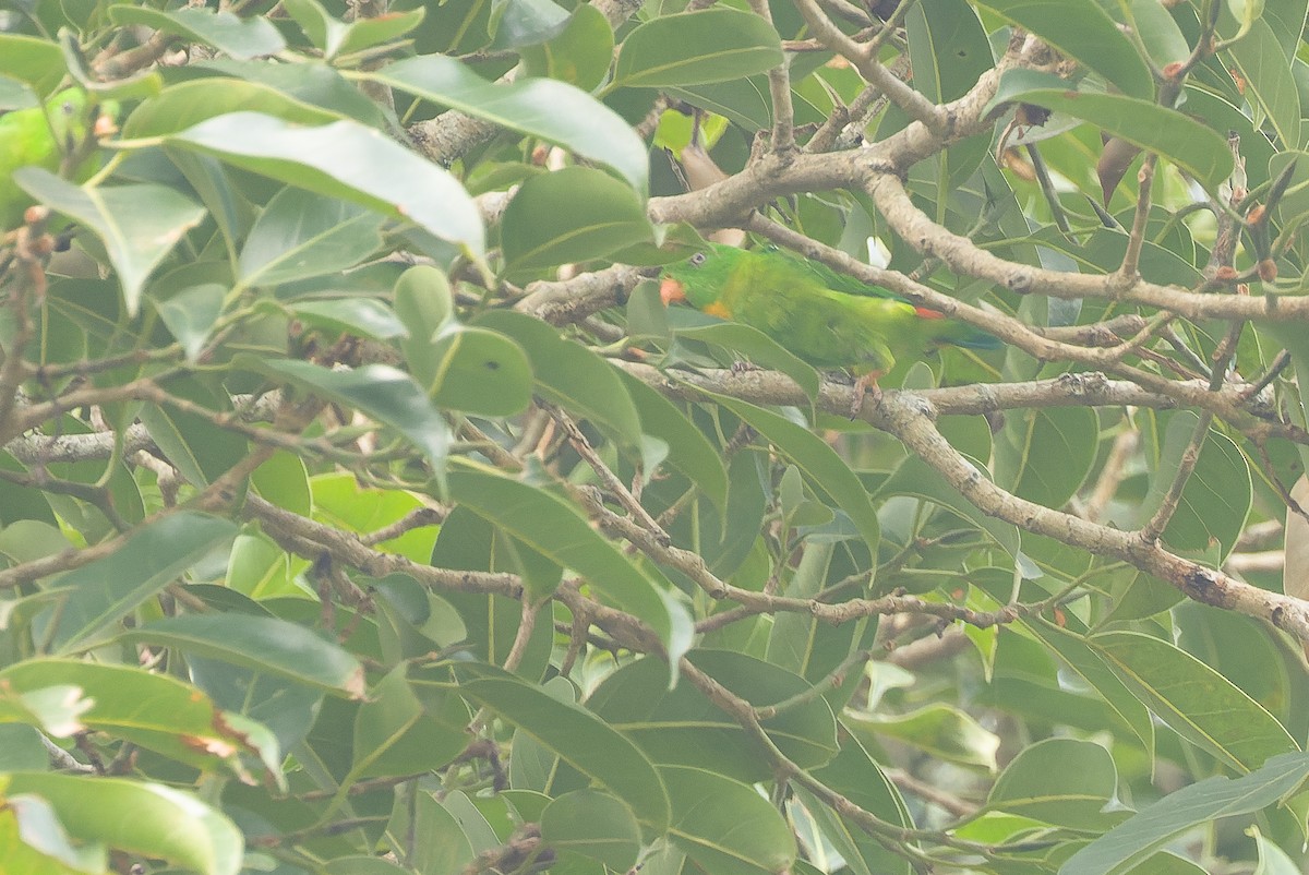 Yellow-throated Hanging-Parrot - ML612776418