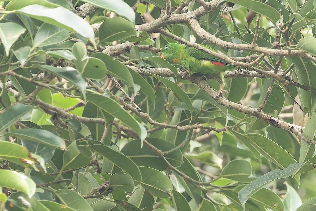 Yellow-throated Hanging-Parrot - ML612776419