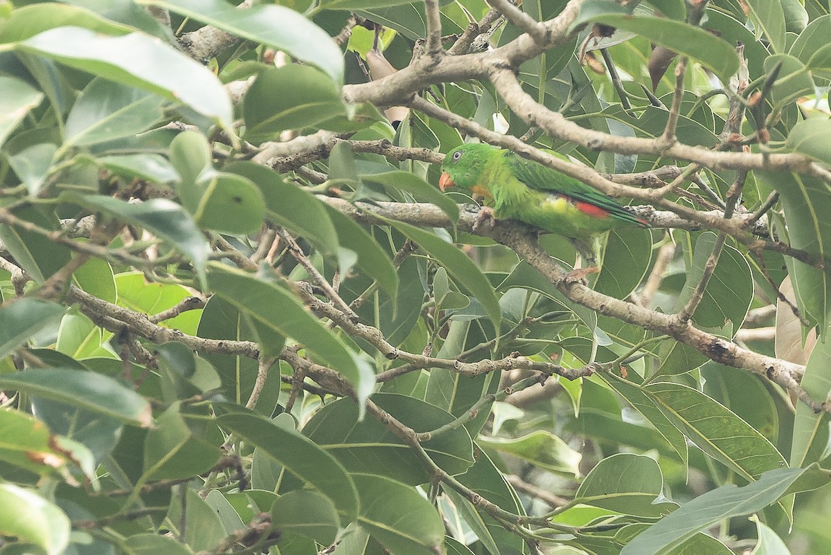Yellow-throated Hanging-Parrot - ML612776420