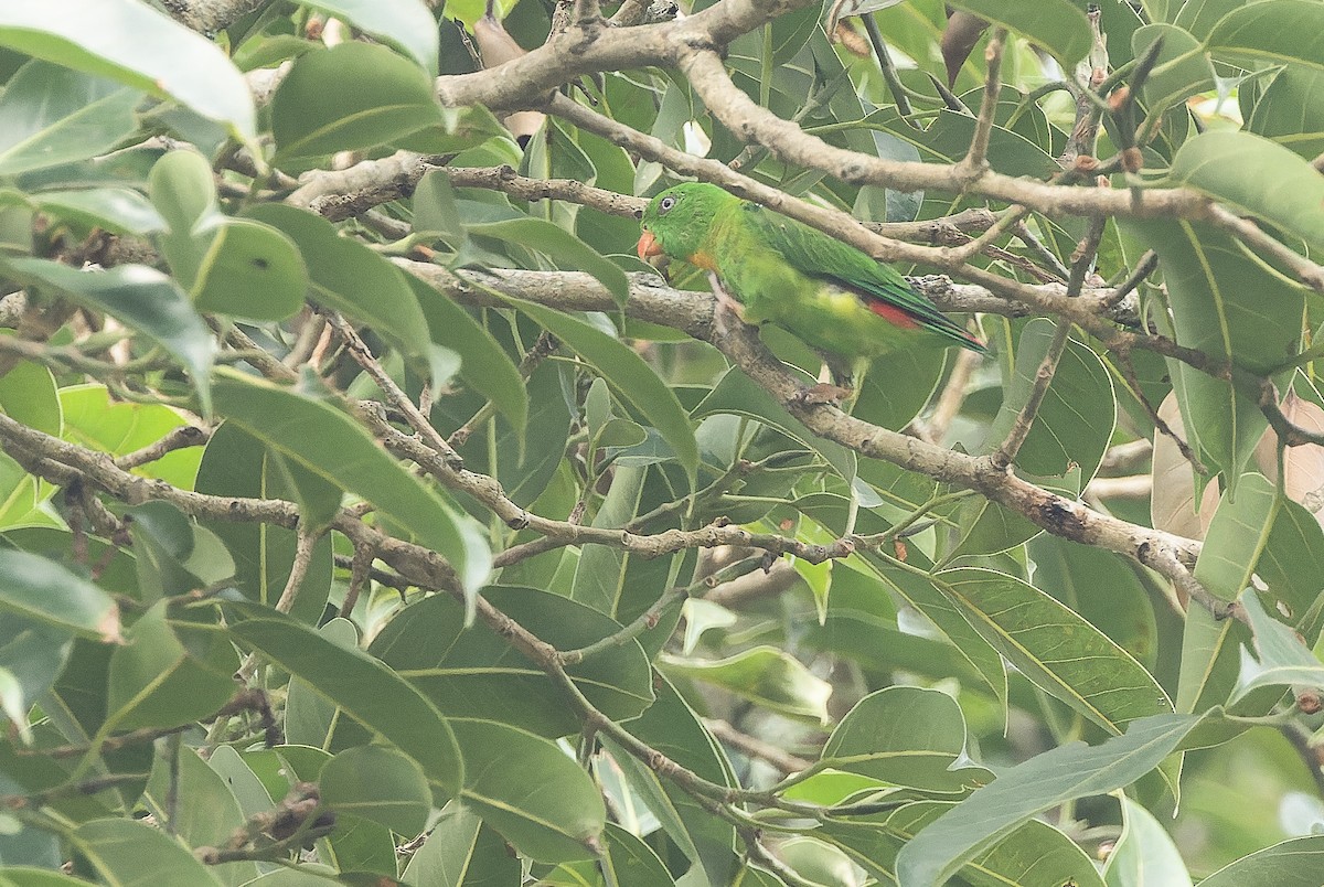 Yellow-throated Hanging-Parrot - ML612776421
