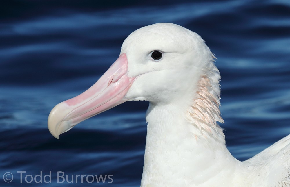 Antipodean Albatross (Gibson's) - Todd Burrows