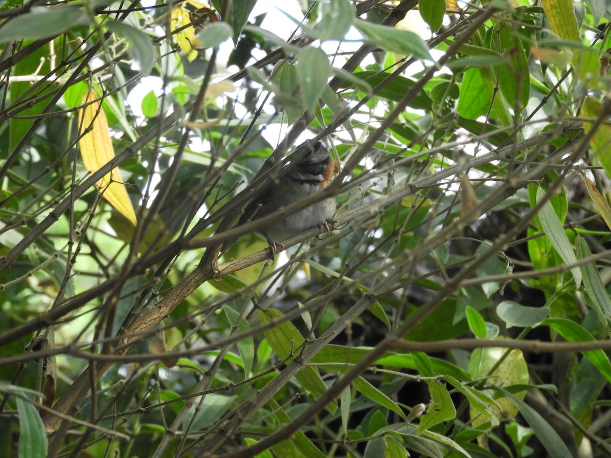 Rufous-collared Sparrow - ML612776870