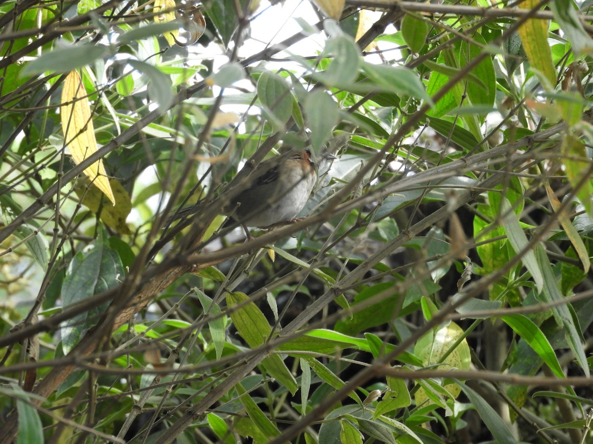 Rufous-collared Sparrow - Lance d'Ar
