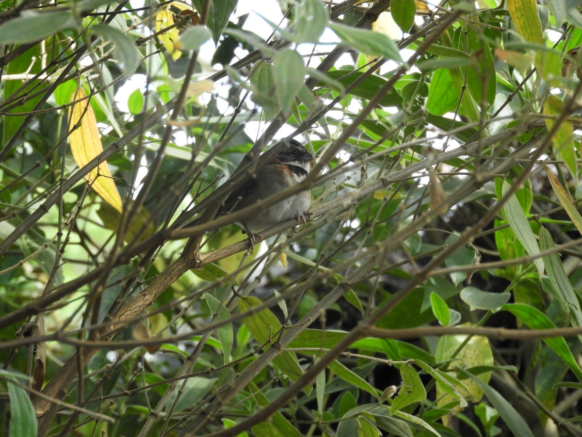 Rufous-collared Sparrow - ML612776872