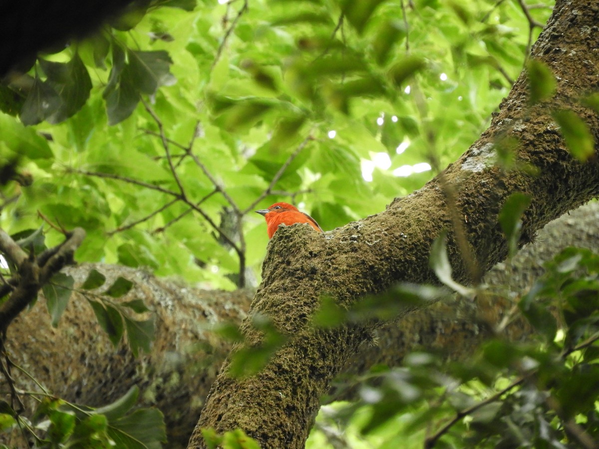 Flame-colored Tanager - ML612776880