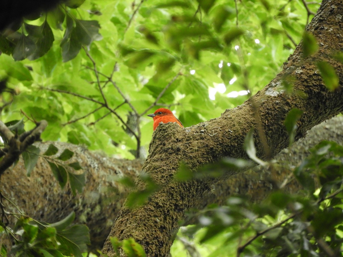 Flame-colored Tanager - ML612776881