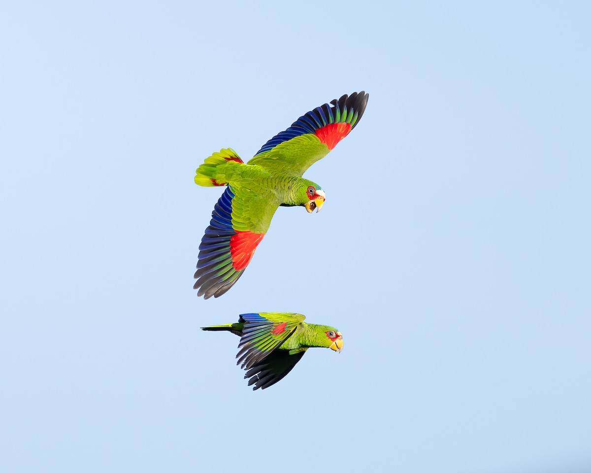 White-fronted Parrot - ML612776960