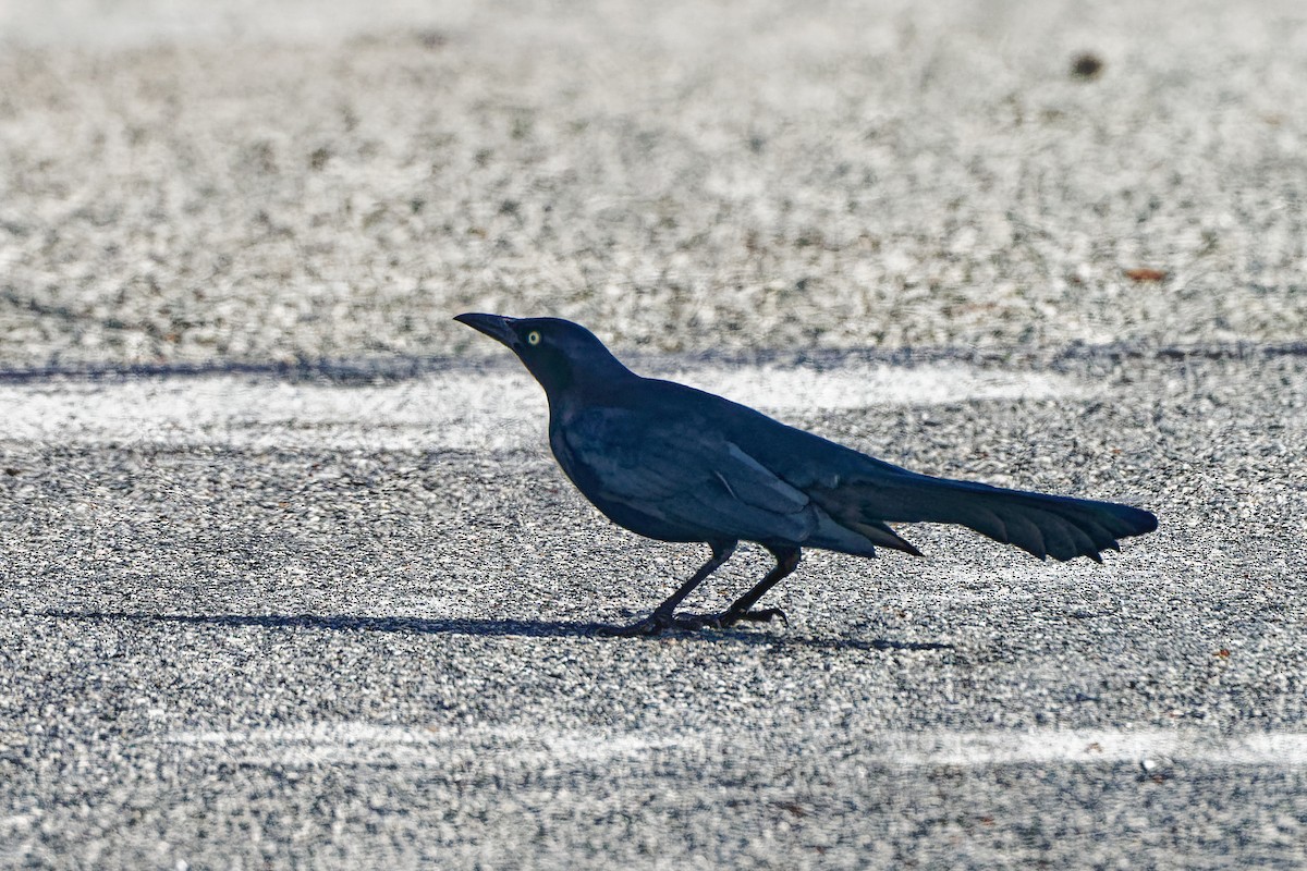Great-tailed Grackle (Western) - ML612776987