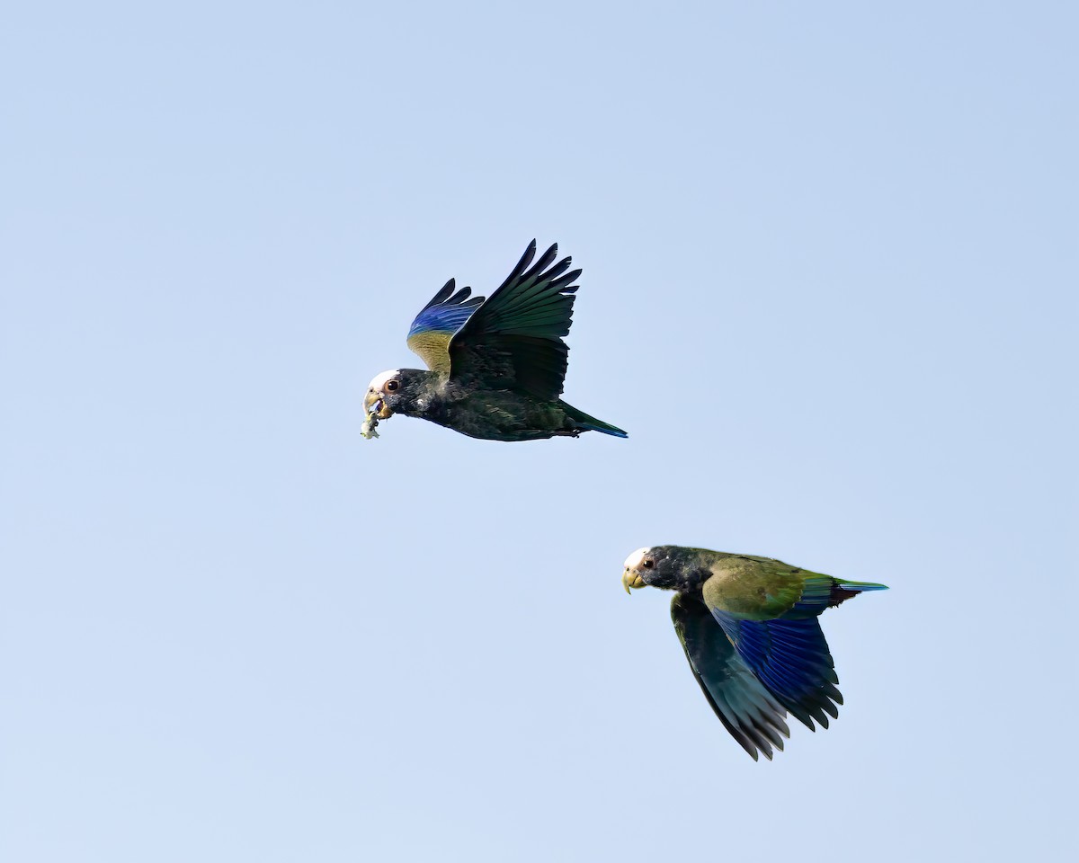 White-crowned Parrot - ML612777010