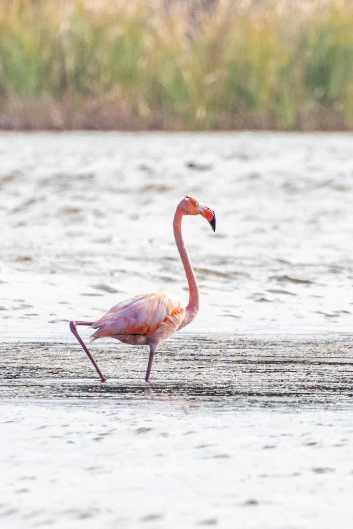 American Flamingo - Kim McManus