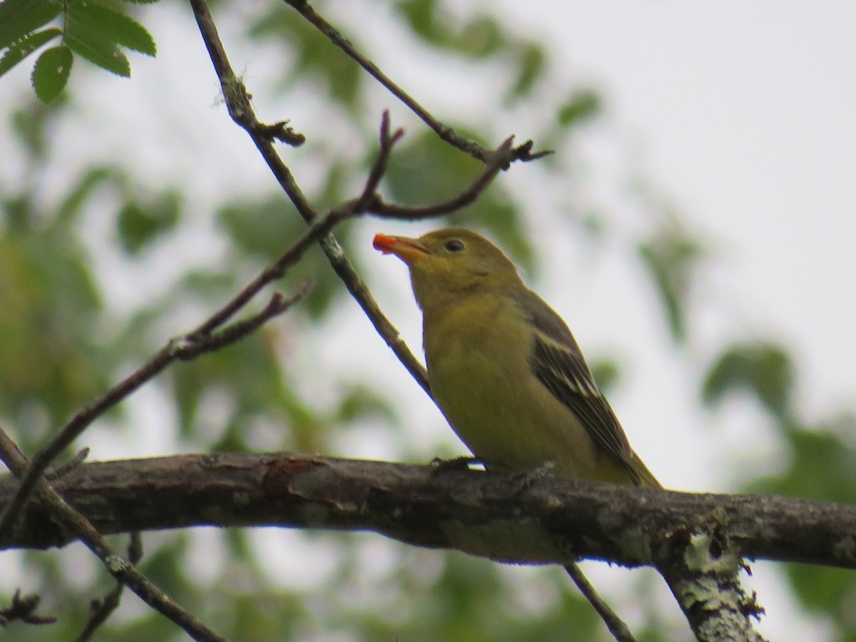Western Tanager - ML612777354