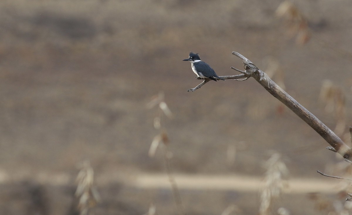Belted Kingfisher - ML612777594
