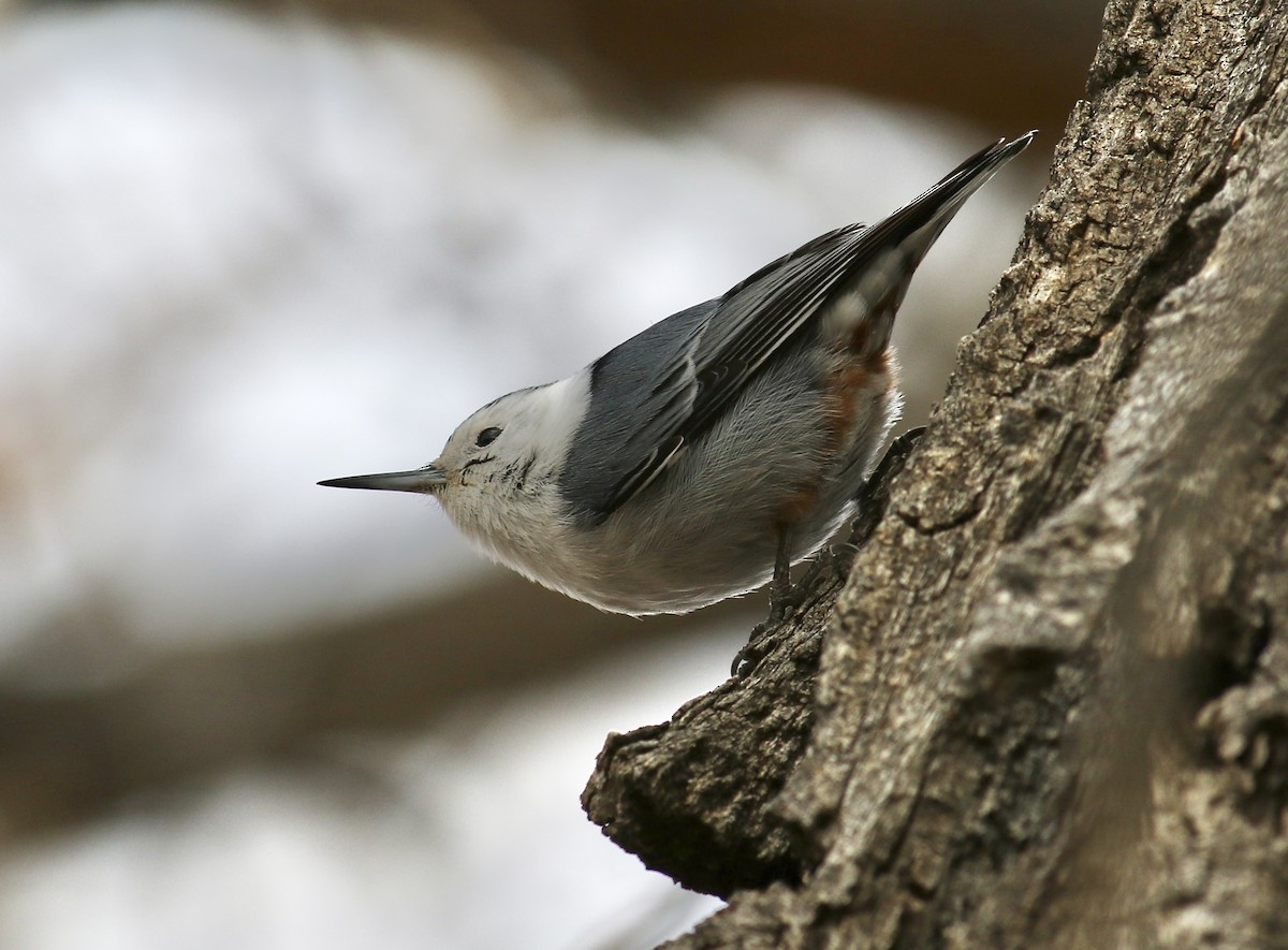White-breasted Nuthatch - Sheridan Hardy