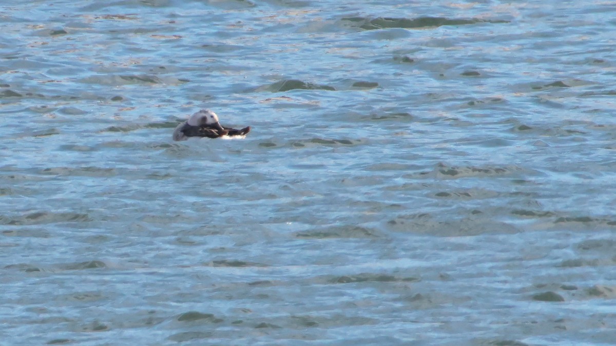 Long-tailed Duck - ML612778521