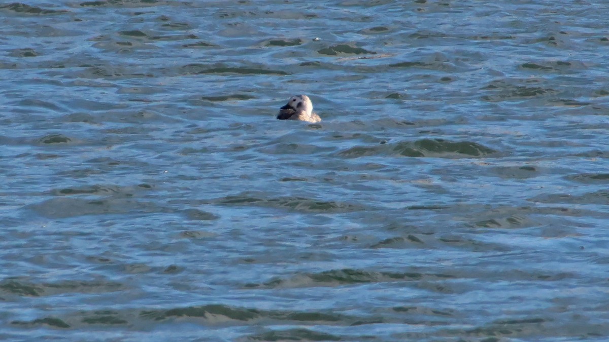 Long-tailed Duck - ML612778522
