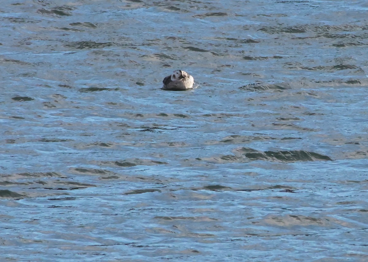 Long-tailed Duck - ML612778523