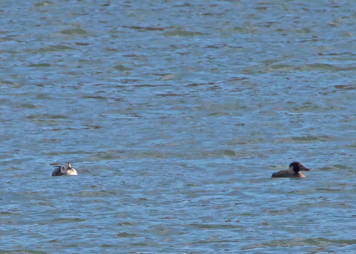 Long-tailed Duck - ML612778552