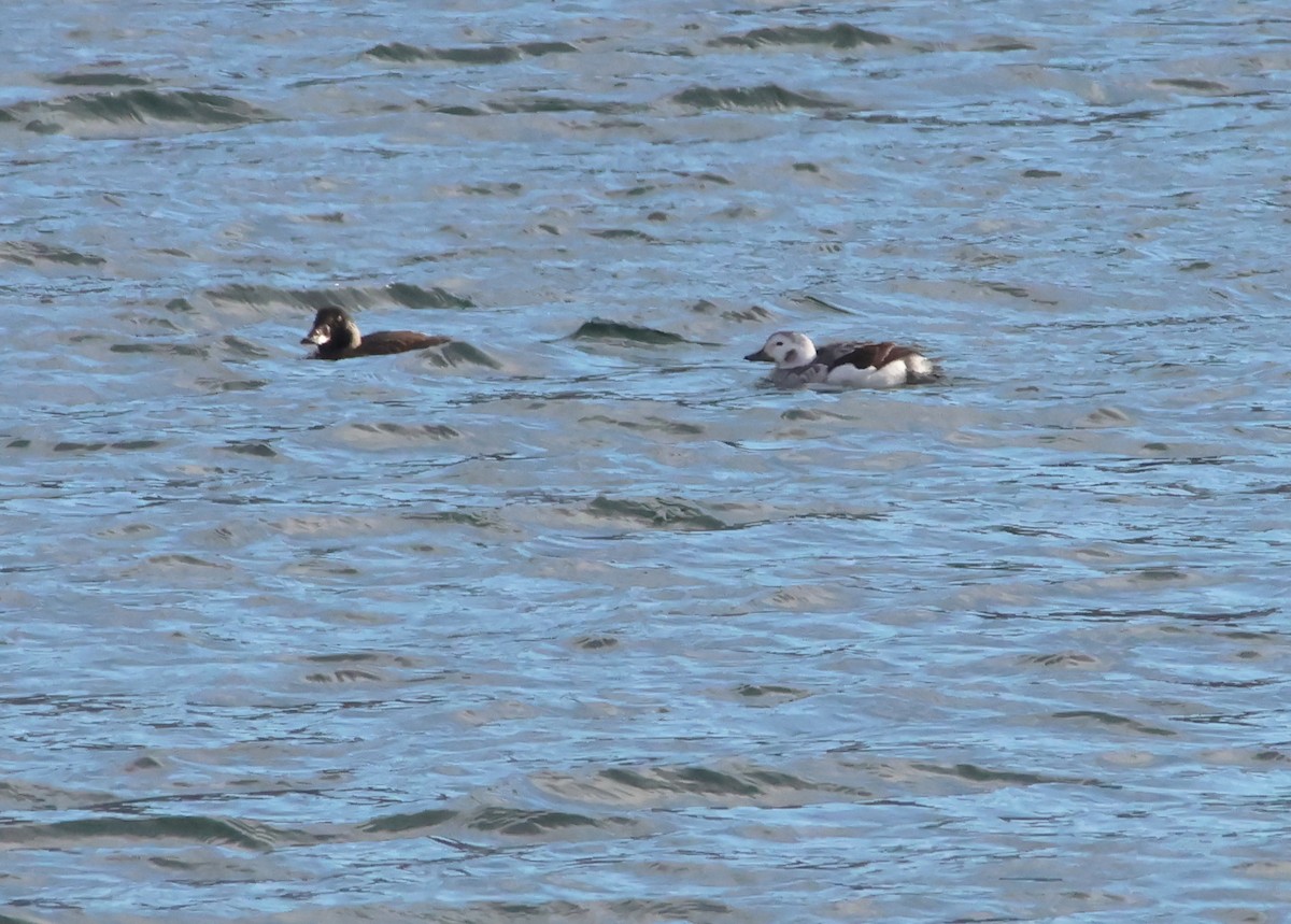 Long-tailed Duck - ML612778553